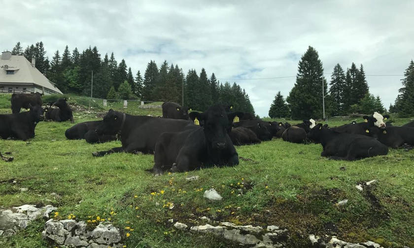 Η ευτυχία να είσαι αγελάδα στην Ελβετία - Ο Δημήτρης Στεφανάκης γράφει στο ΦΩΣ ΤΩΝ ΣΠΟΡ